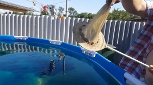 Как я почистил (осветлил) воду в каркасном бассейне  Bestway. Что бы вода в бассейне не цвела.