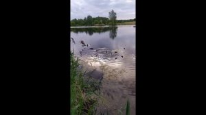 Кормление дикой утки.Дикая утка с утятами! Кормление утки с утятами! Wild duck with ducklings.