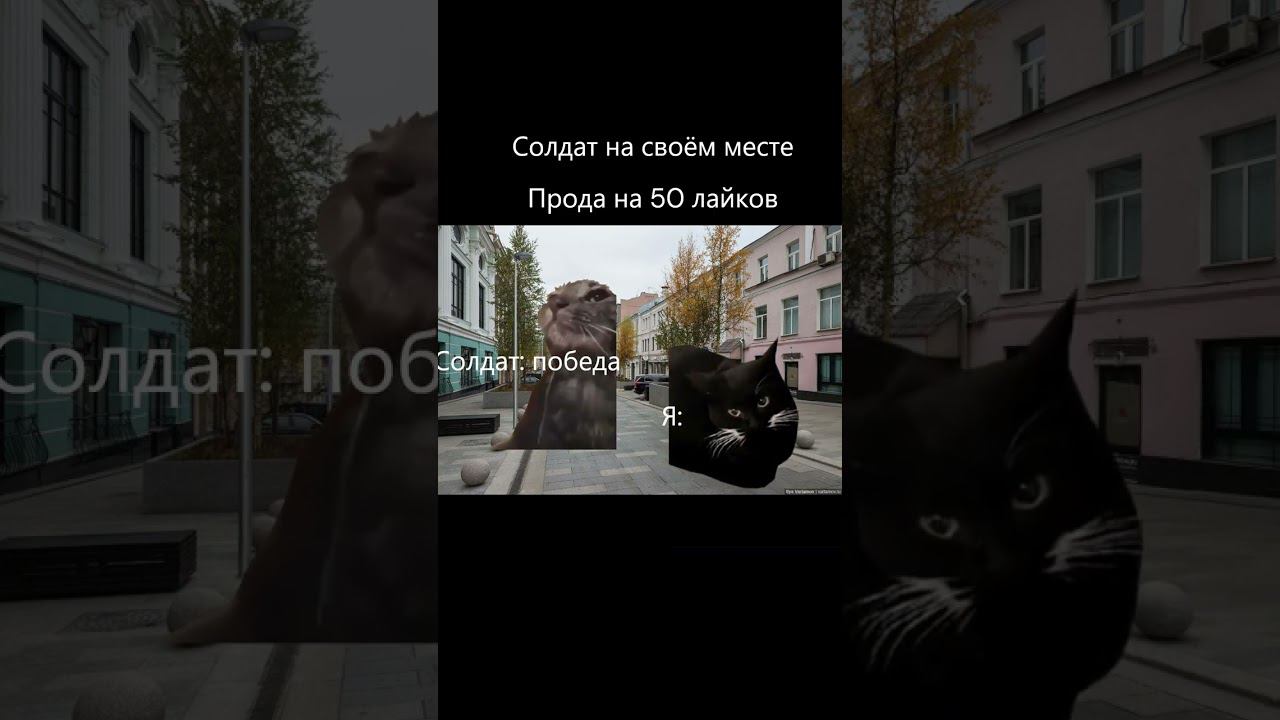 Рил: день победы все части #catshorts смотреть онлайн