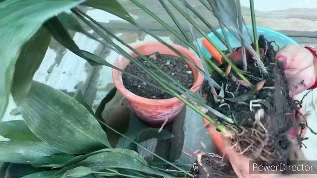 Repotting of Cast Iron ? смотреть онлайн