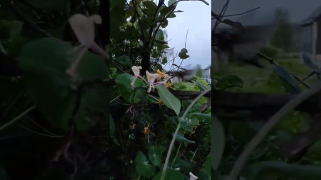 Ночная бабочка Бражник питается нектаром из цветов как Колибри! смотреть онлайн