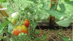 Томат Данко обзор урожайного сорта