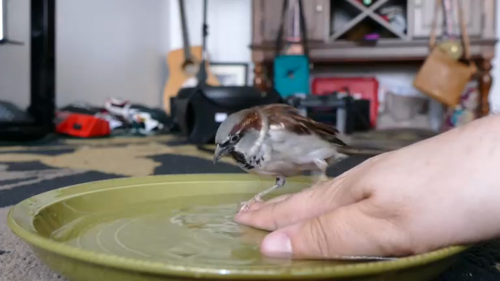 Воробушек принимает ванну смотреть онлайн