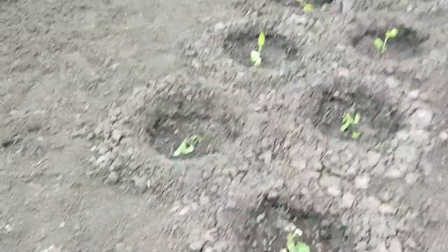 (НОВОЕ ВИДЕО) Ежевика ожила/Шелька без ума от деревни/Первое нормальное яйцо/Тля атаковала деревья. смотреть онлайн