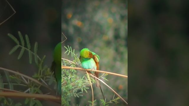 Bee Eater |Pakistan|Sindh| Panasonic HC V180 #nature #shots смотреть онлайн