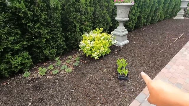 Planting a Bunch of Perennials & a Few Dahlias! 😁💜🌿 // Garden Answer смотреть онлайн