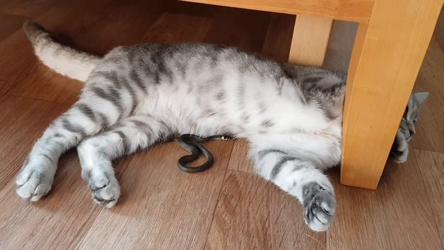 Кот принёс домой живую змею смотреть онлайн
