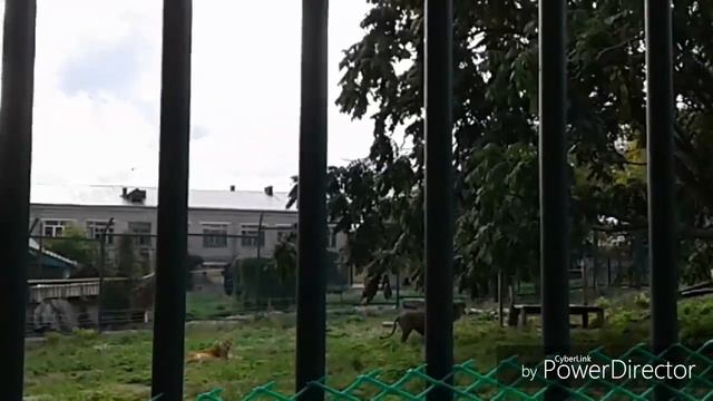 Поездка в Пензу |зоопарк) смотреть онлайн