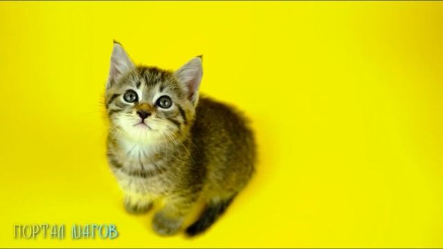 Примета про то как в дом пришёл котёнок