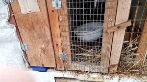 Забой кролика. Какой вес тушки в 120 дней. Кролик полурослик.