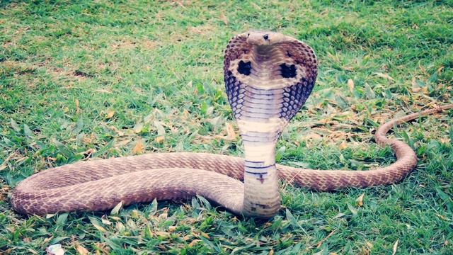 Snake Sounds | Animal Sounds With Peter Baeten