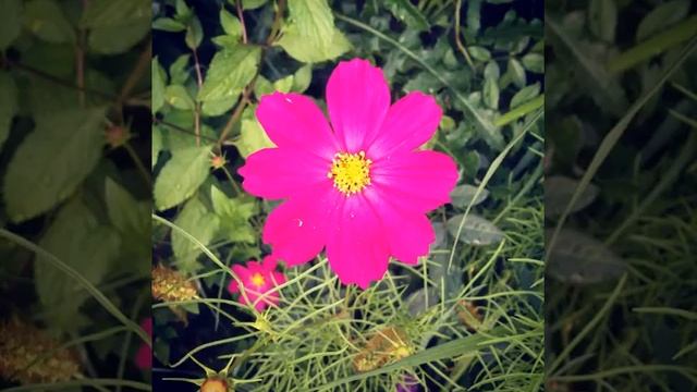 Хоста #лето #природа #nature #моицветы#цветы #flowers#растения #plants#beauty #красота #отдых #qui смотреть онлайн
