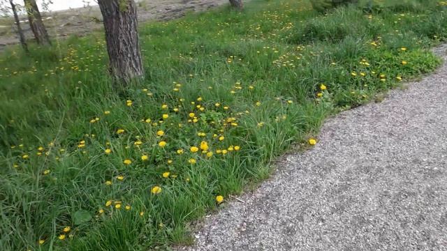 Железноводск Парк им Говорухина смотреть онлайн