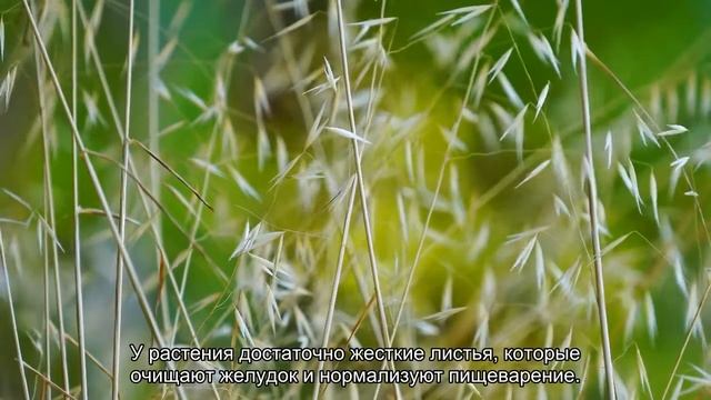 Трава для кошек смотреть онлайн