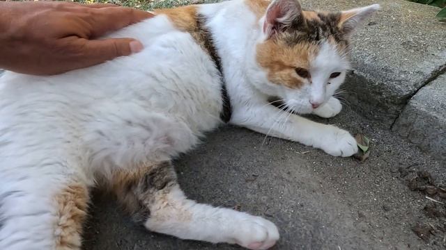 Street Cat Fatty / Котобочка отдыхает после работы в кафе