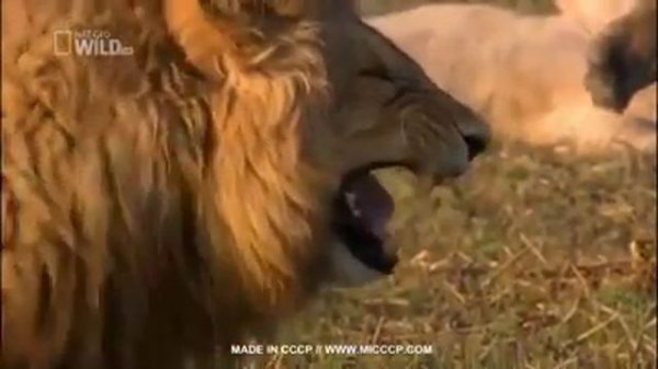 Самый крутой лев :D