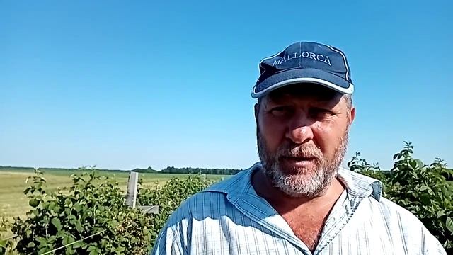 Малина Глен Ампл (часть 2) смотреть онлайн