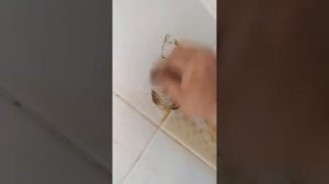 Как отчистить плитку от ржавчины