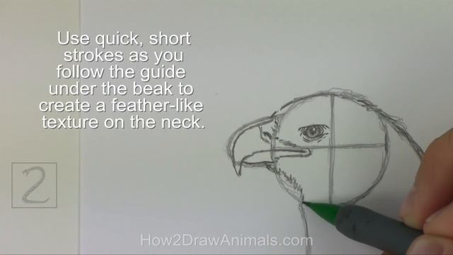 How to Draw a Golden Eagle смотреть онлайн
