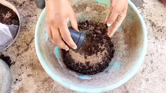 Adenium Series Part2                 Repotting, Best Soil Mix, After Repotting Care And Watering