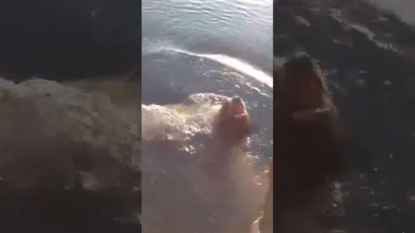 Кормление сивуча