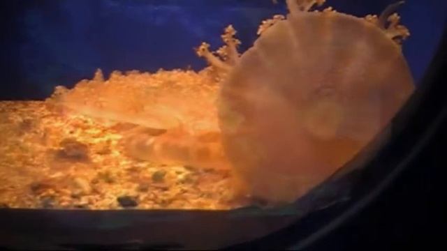 Красное море. Эйлат. Океанариум