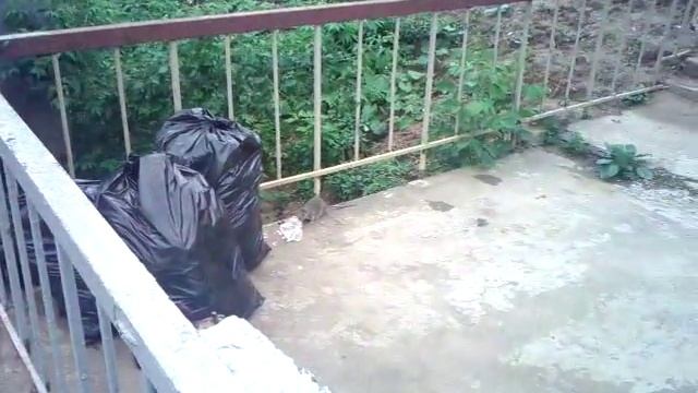 Крысы на Петровско-Разумовской смотреть онлайн