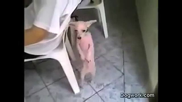 perro chihuahua bailando смотреть онлайн