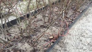 Спасаем голубику! Главные ошибки при посадке и ее выращивании