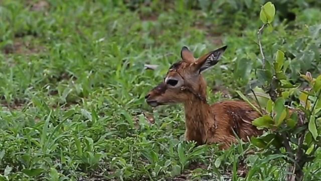 New Born Baby Antelope's First Steps in the Wilderness of the Kruger Park смотреть онлайн