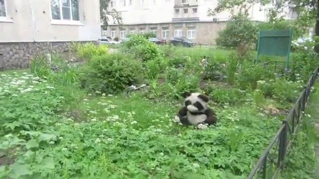 Цветы в городских полисадниках. смотреть онлайн