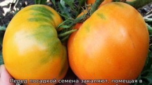 Томат Оранжевое сердце