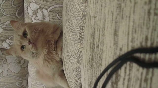 Кот Василий смотреть онлайн