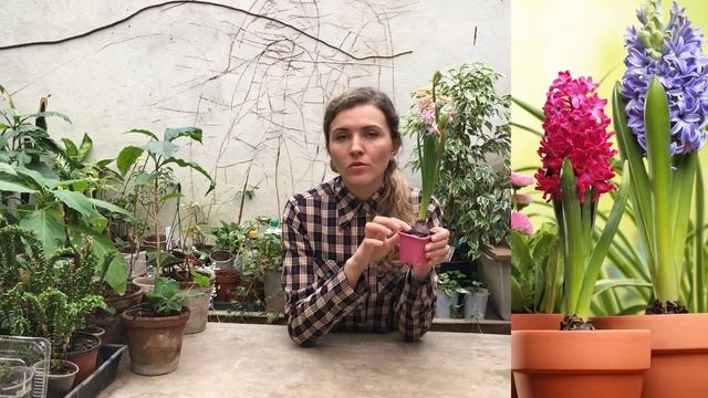 ГИАЦИНТ ? уход в домашних условиях смотреть онлайн