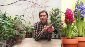 ГИАЦИНТ ?  уход в домашних условиях