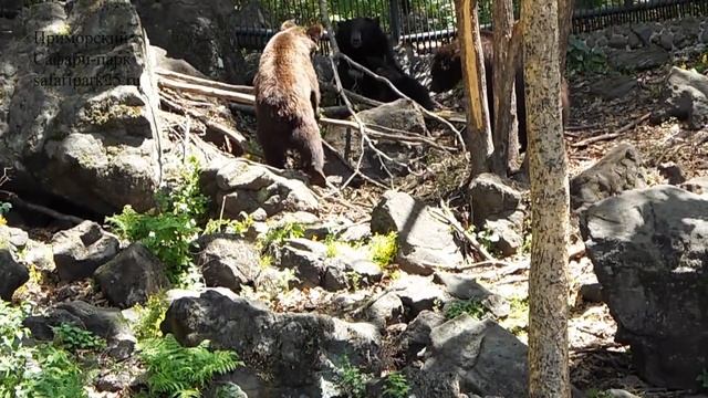 БУРЫЕ И ГИМАЛАЙСКИЕ МЕДВЕДИ В ОДНОМ БОЛЬШОМ ПАРКЕ смотреть онлайн