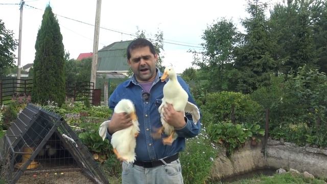 Лучшая бройлерная утка для содержания. смотреть онлайн