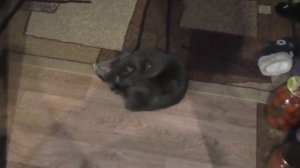 Сделал кошке хорошо - УДОВЛЕТВОРИЛ КОШКУ своими силами )))