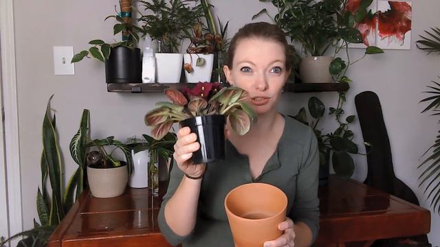 African Violets not Flowering?! Here's how to get BLOOMS!!! смотреть онлайн