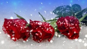 Футаж. Цветы на снегу 21  Footage. Flowers in the snow 21