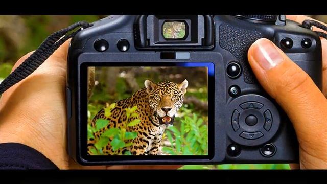 как научиться хорошо фотографировать бесплатно смотреть онлайн