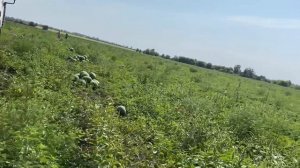 Сдаём на фуру Арбуз Мелания, Бонта, Экинас произв. Семенис и PL 75126 от компании Планти.