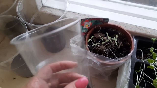 ДАЧНЫЕ ДЕЛА. ОРГАНИЗАЦИЯ ДОКУМЕНТОВ .ЖИЗНЬ В ХРУЩЕВКЕ смотреть онлайн