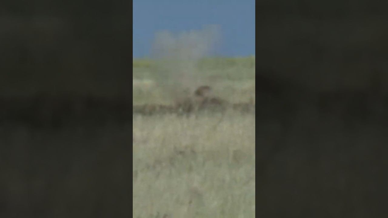 Выстрел по Сурку на 200м #охотанасурка #охотаназайца #охота смотреть онлайн