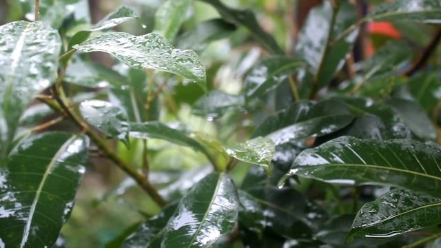 test camera CANON EOS 1300D saat hujan смотреть онлайн