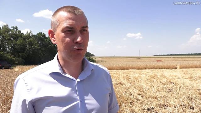 Уборка пшеницы смотреть онлайн