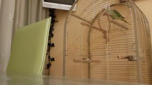 Говоряший Александрийский попугай Лелик