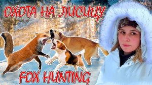 ОХОТА НА ЛИСИЦУ С БИГЛЕМ, РУССКОЙ ГОНЧЕЙ, ДРАТХААРОМ / ДЕВУШКА ОХОТНИК / FOX HUNTING WITH A BEAGLE