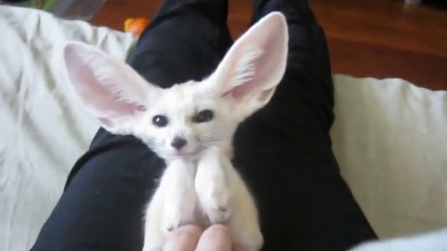 Самая ручная фенечка Редисина смотреть онлайн