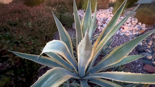 The Magnificent Agave Americana Varigata смотреть онлайн